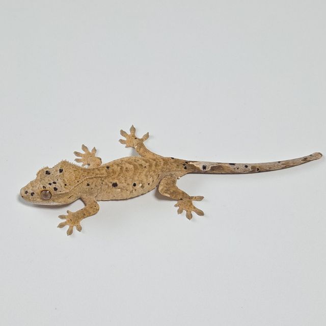 슈퍼달마시안
