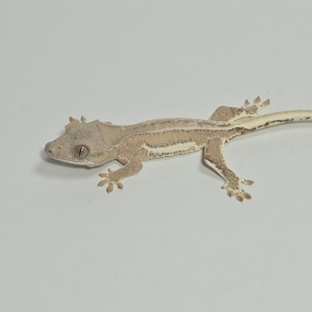 릴리화이트 옐로우 팬텀