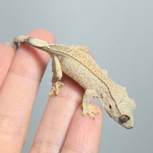 크림 옐로우 패턴리스 팬텀