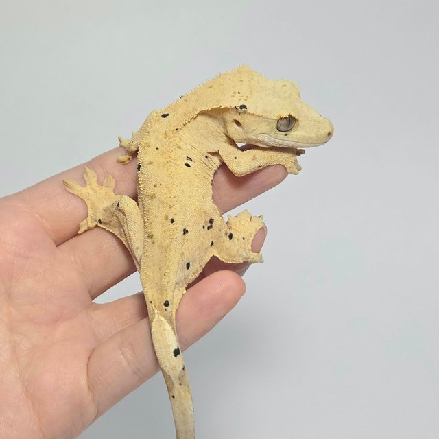 달마시안 슈퍼달마시안