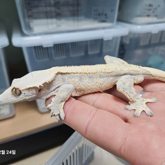 드리피 화이트스팟