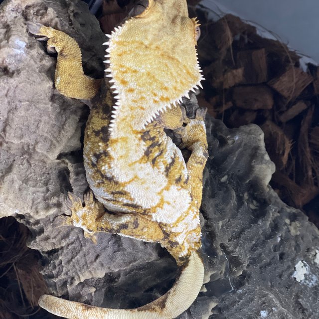 노멀 트라이 화이트핀 화이트 익스트림할리퀸