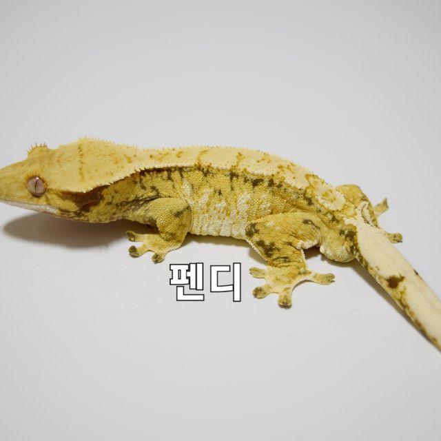 드리피 트라이 익스트림할리퀸