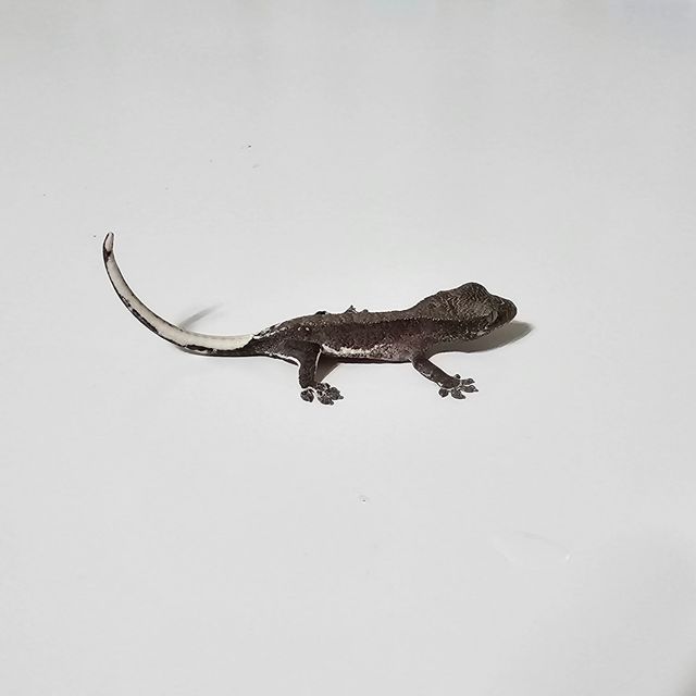 릴잔틱