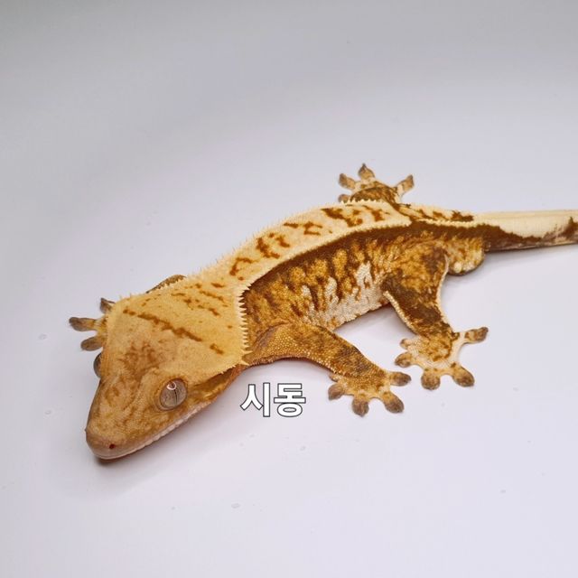 트라이 익스트림할리퀸