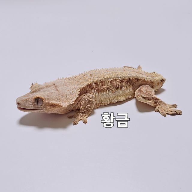 릴리화이트