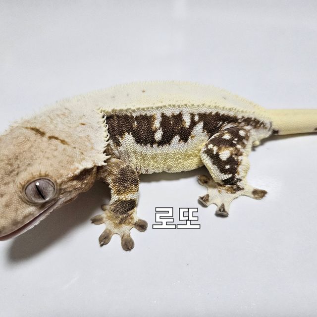 릴리화이트