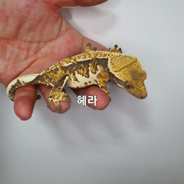 트라이 익스트림할리퀸