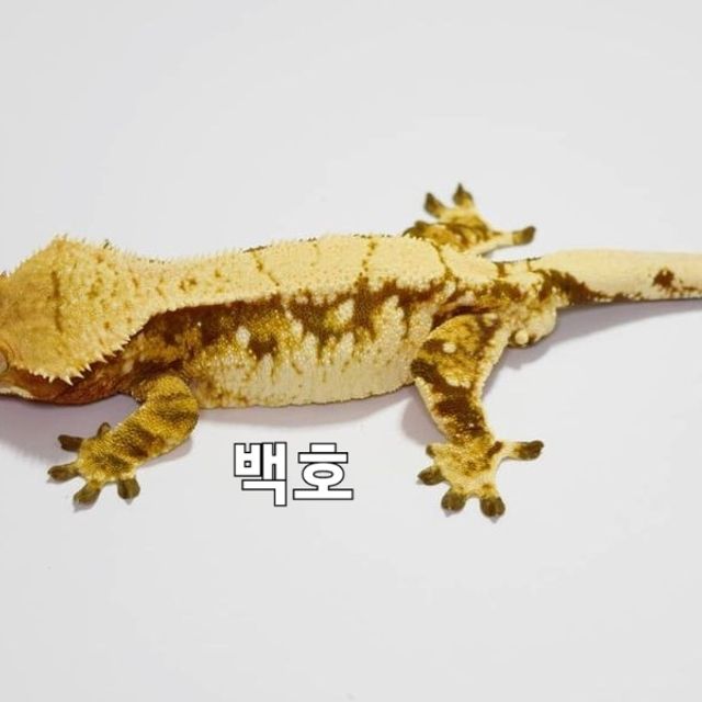 트라이