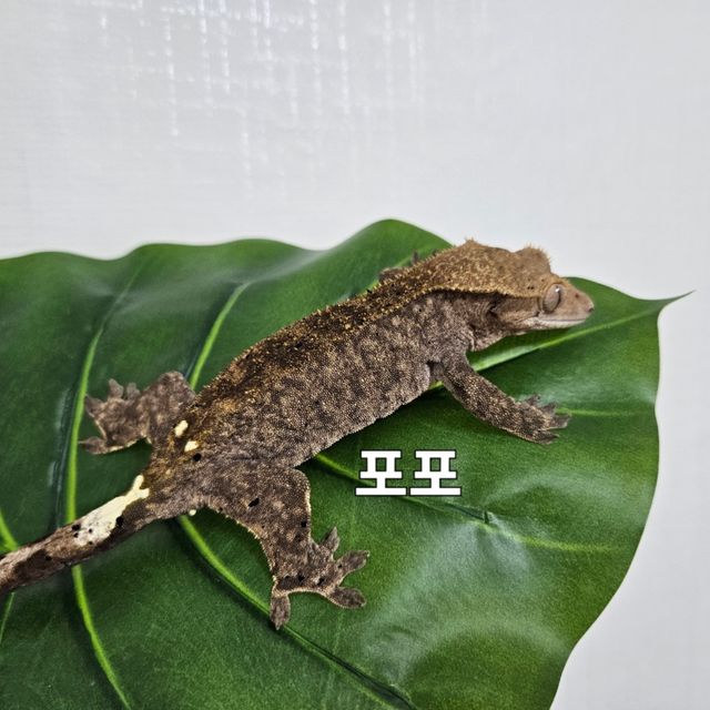 카푸치노