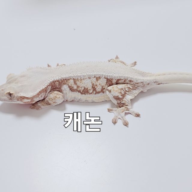 릴리화이트