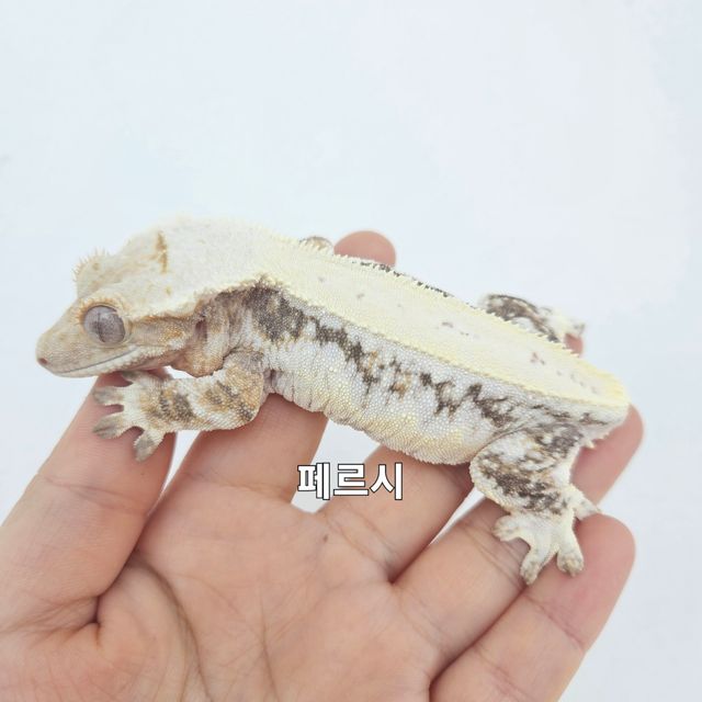 릴리화이트