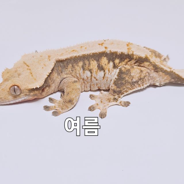 트라이 익스트림할리퀸