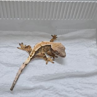 세이블