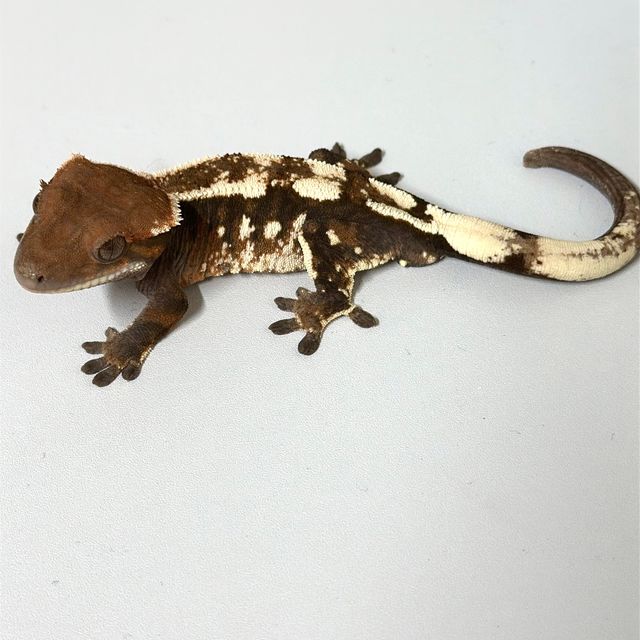 세이블
