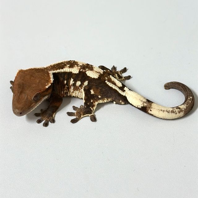 세이블