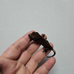 챠콜 알티