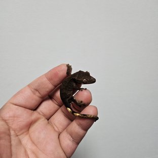 챠콜