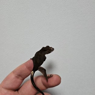 챠콜