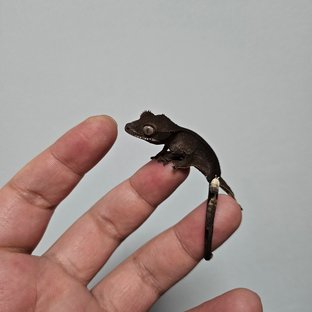 챠콜