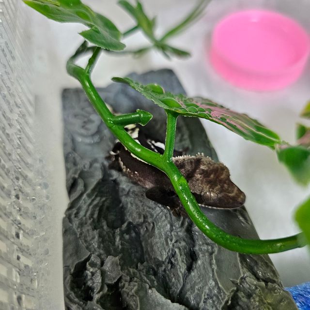 아잔틱