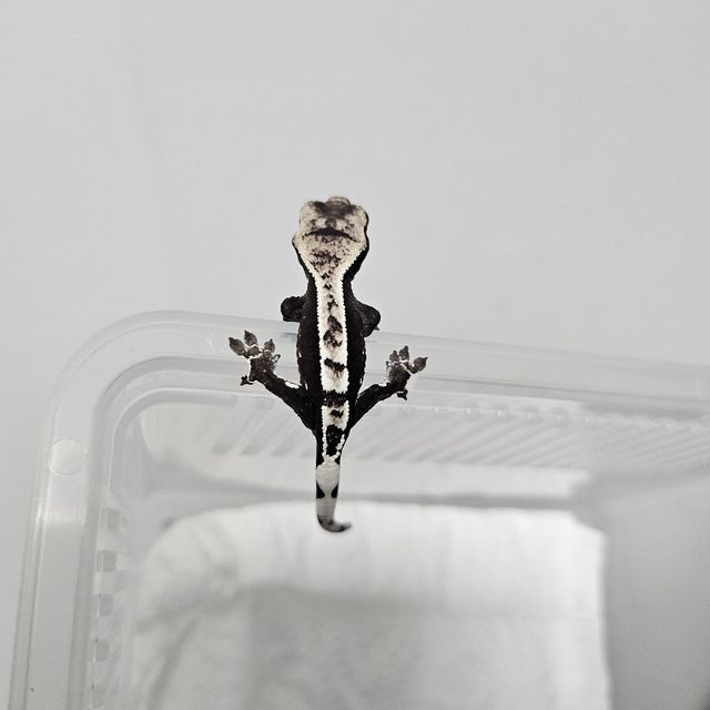 아잔틱