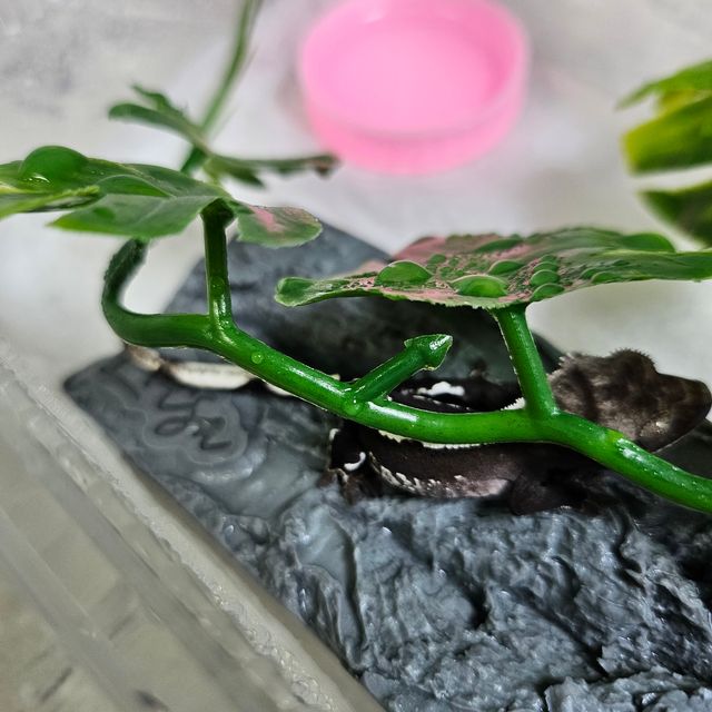 아잔틱