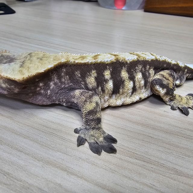 노멀 화이트스팟