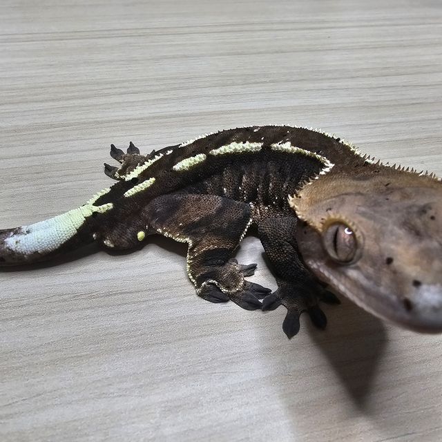 카푸치노