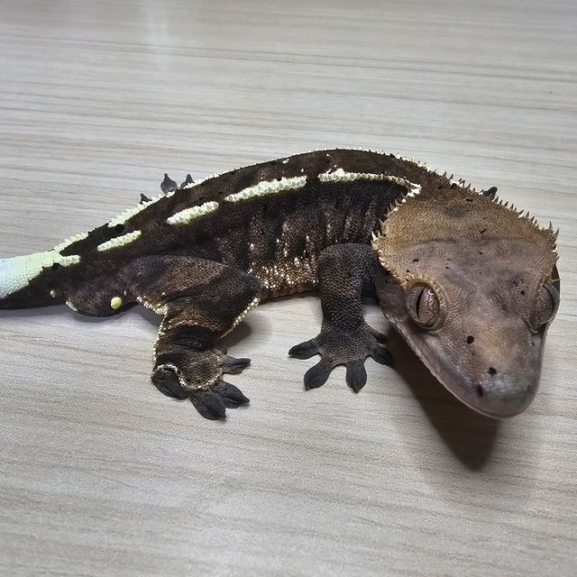 카푸치노
