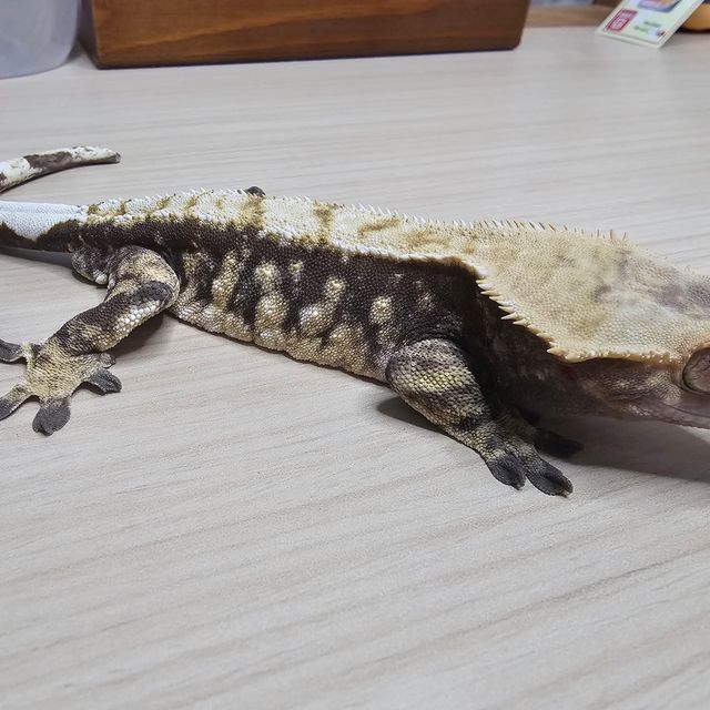 노멀 화이트스팟