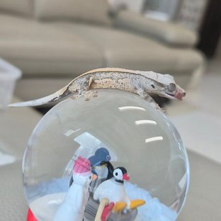 옐로우 노멀 풀핀