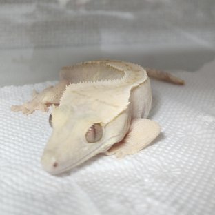 크림