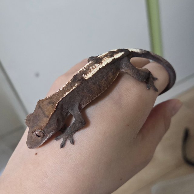 세이블 100%헷아잔틱