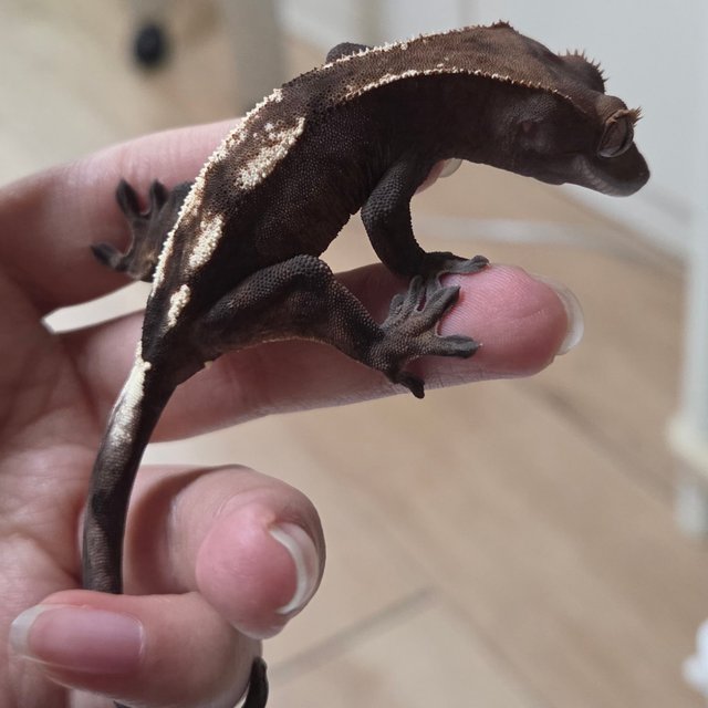 세이블 100%헷아잔틱