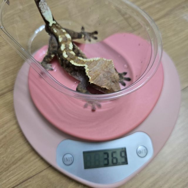 카푸치노