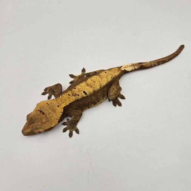 달마시안
