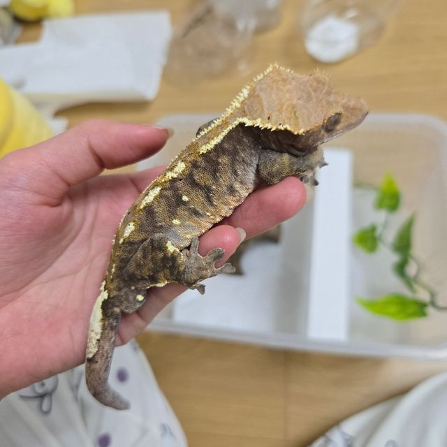 카푸치노