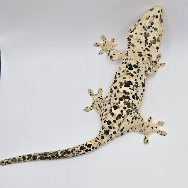 슈퍼달마시안 달마시안