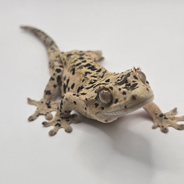 슈퍼달마시안 달마시안