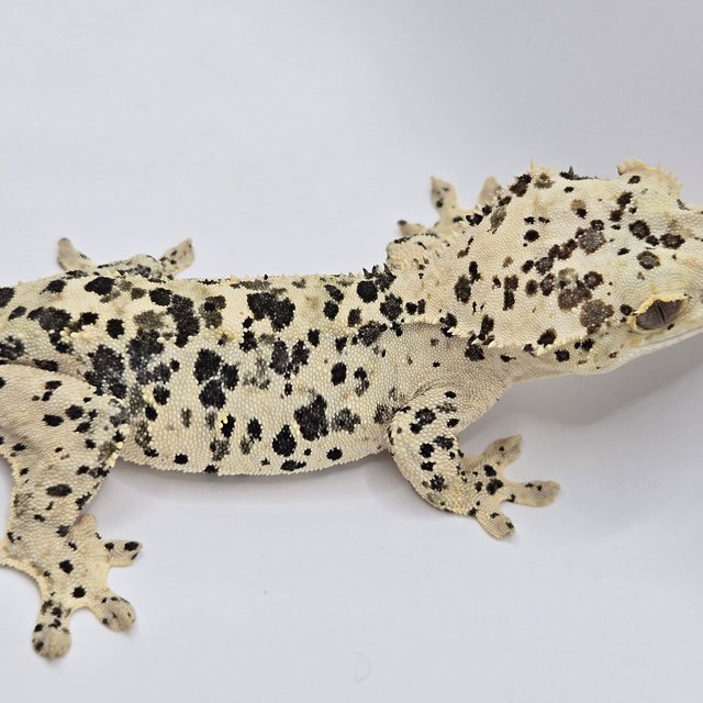 슈퍼달마시안 달마시안