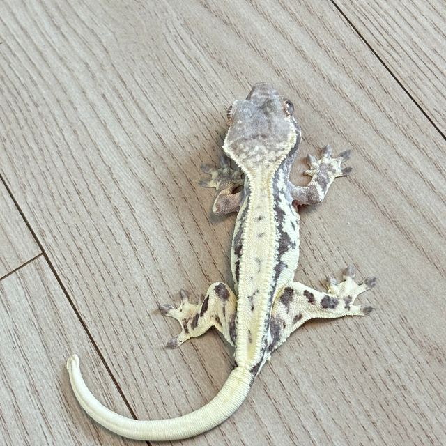 프라푸치노