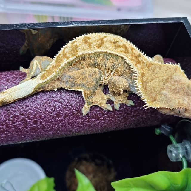 노멀