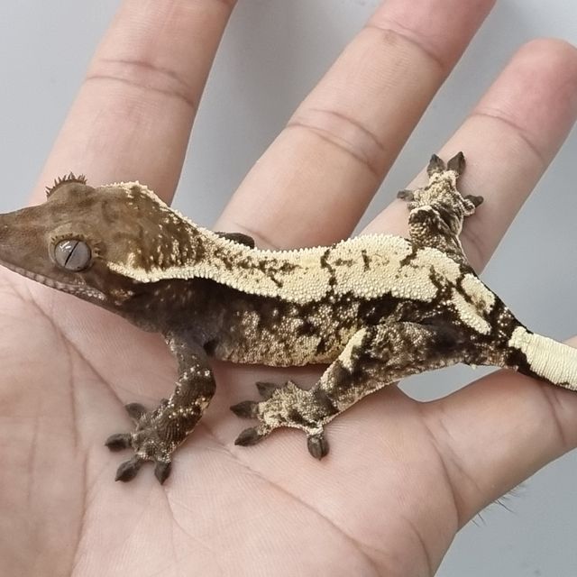 세이블