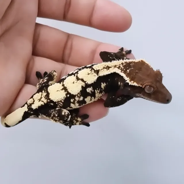 세이블
