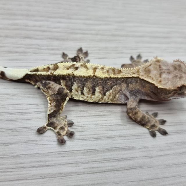 카푸치노