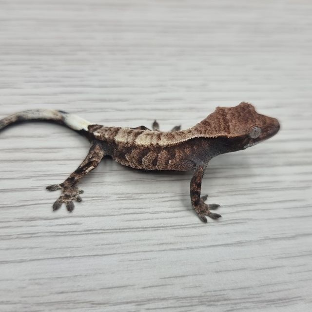 카푸치노
