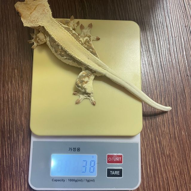 릴리화이트