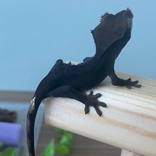 챠콜