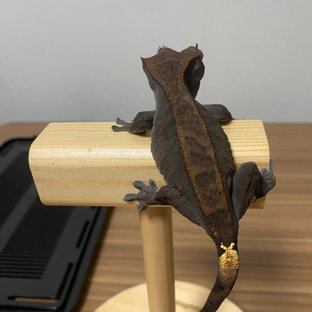 챠콜 카푸치노